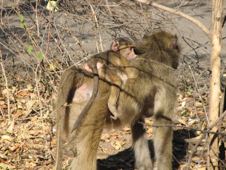 Victoria Falls (Botswana) - bavianen lopen overal