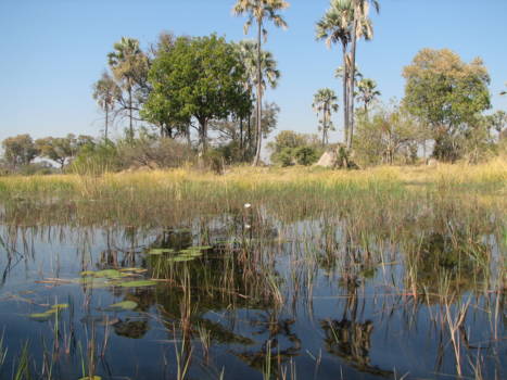 Okavango Delta - geweldig landschap