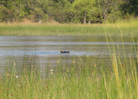 Okavango Delta - nijlpaard onderweg