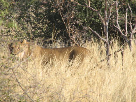 Okavango Delta - leeuw tijdens de voetsafari