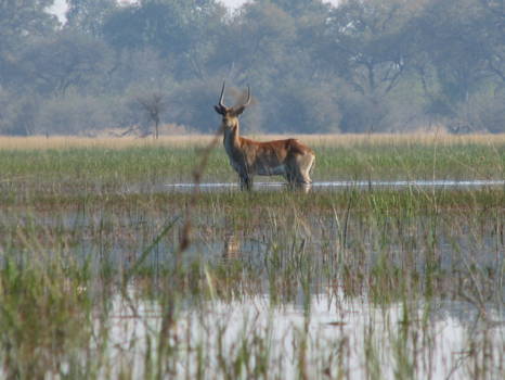 Okavango Delta - lechwe