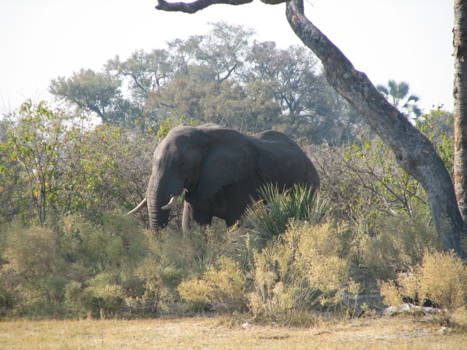 Okavango Delta - vanuit de tent