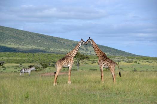 Masai Mara - Giraffen