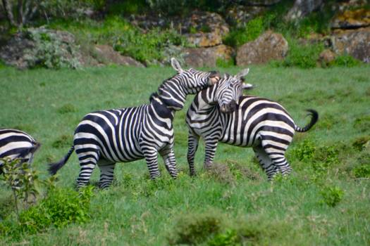 Masai Mara - Zebra's