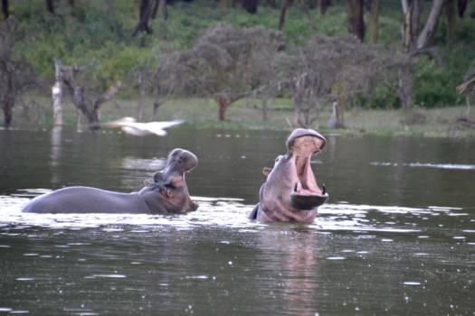 Masai Mara - Hippo's