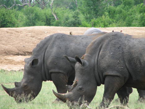 Hlane en Mkhaya wildparken - dichtbij