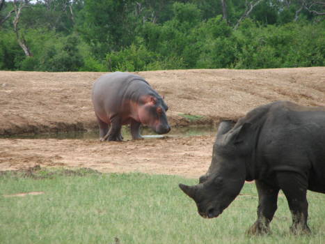 Hlane en Mkhaya wildparken - vriendjes?