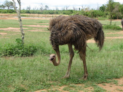 Hlane en Mkhaya wildparken - de huis struisvogel
