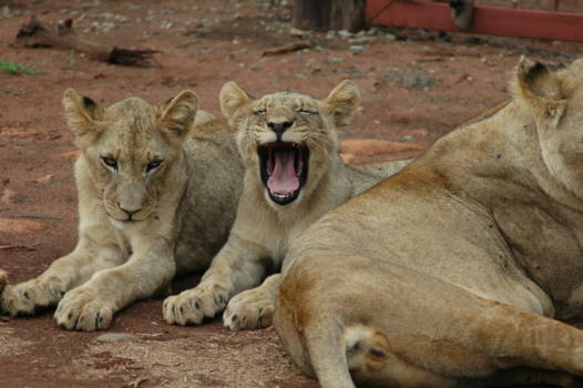 Hlane en Mkhaya wildparken - lief