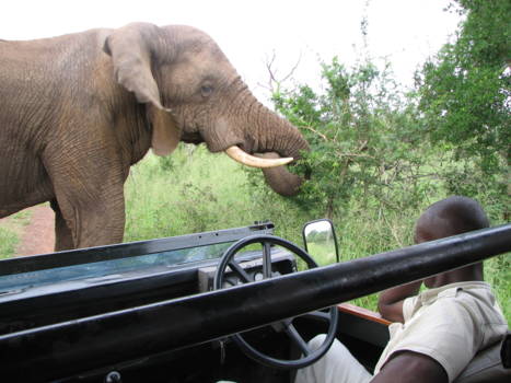 Hlane en Mkhaya wildparken