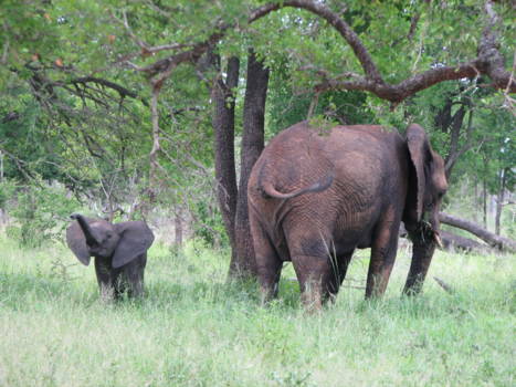 Hlane en Mkhaya wildparken