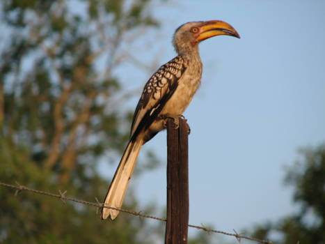 Hlane en Mkhaya wildparken - yellow billed hornbill