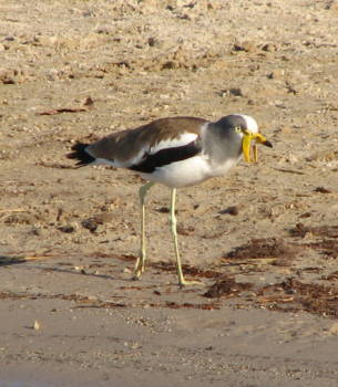 Chobe National Park - lelkievit