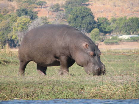 Chobe National Park - hippo