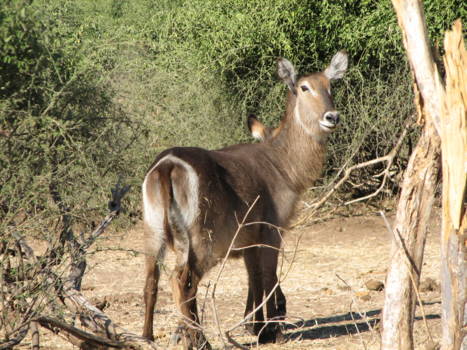Chobe National Park - waterbok