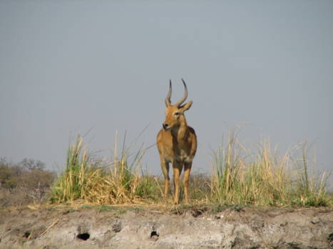 Chobe National Park - puku