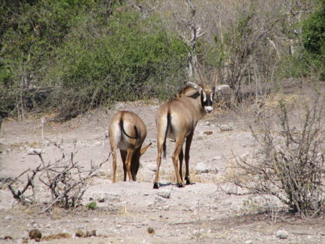Chobe National Park - roan antilope