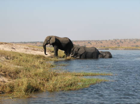 Chobe National Park - oversteken van botswana naar zimbabwe