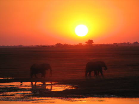 Chobe National Park - zonsondergang
