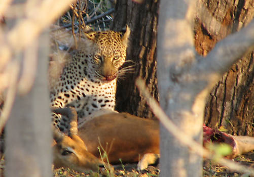 Moremi Game Reserve - luipaard met prooi