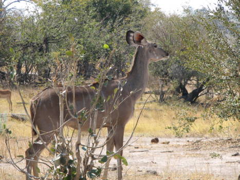 Moremi Game Reserve - kudu