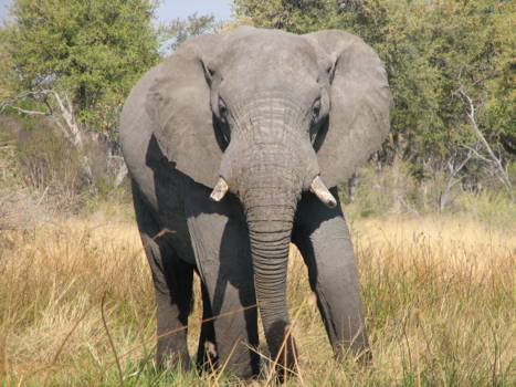 Moremi Game Reserve