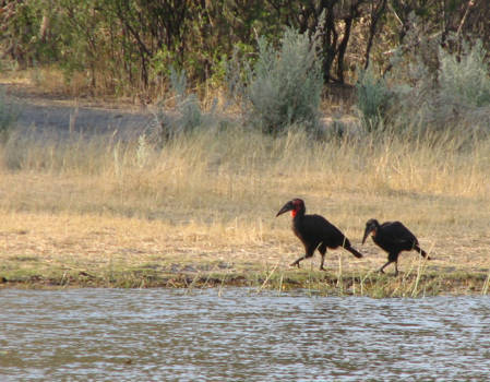 Moremi Game Reserve - groundhornbills