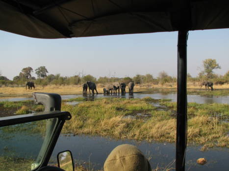 Moremi Game Reserve