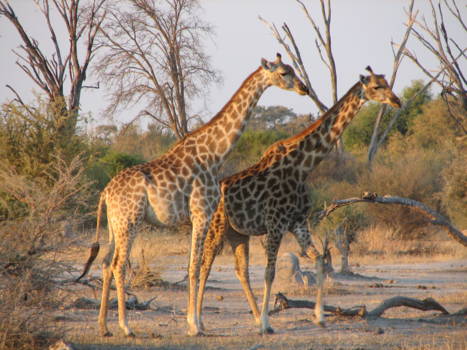 Moremi Game Reserve