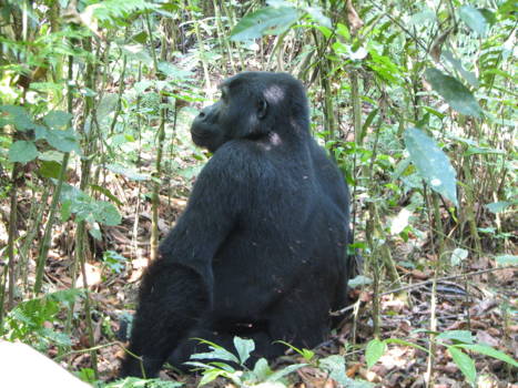 Bwindi Impenetrable National Park
