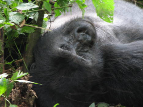 Bwindi Impenetrable National Park