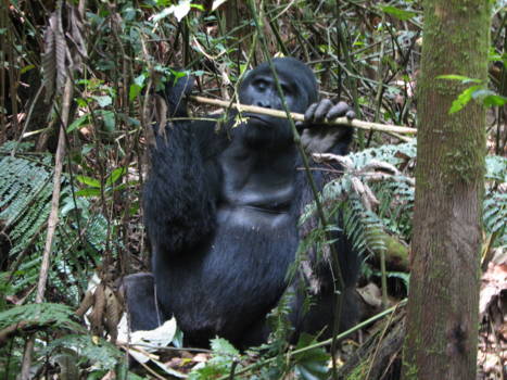 Bwindi Impenetrable National Park