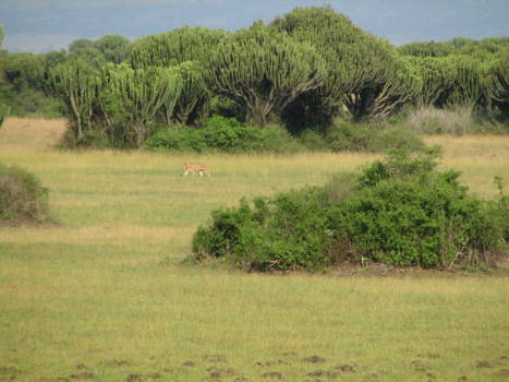Queen Elizabeth National Park - savannes met euphorbia's