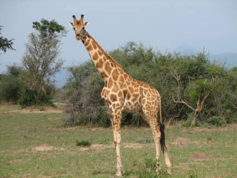 Queen Elizabeth National Park