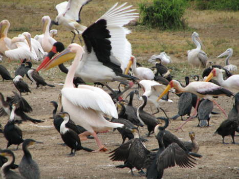 Queen Elizabeth National Park - vanuit de boot