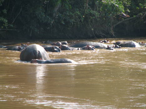 Queen Elizabeth National Park - vanuit de boot