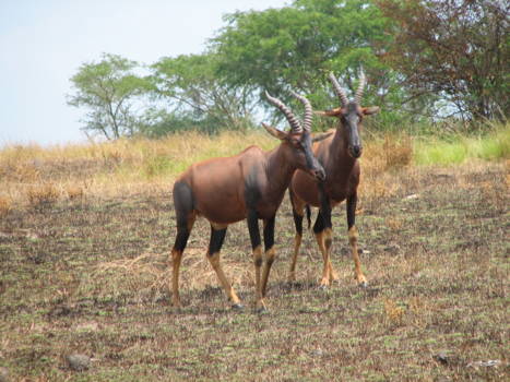 Queen Elizabeth National Park - topi's