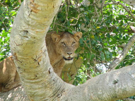 Queen Elizabeth National Park