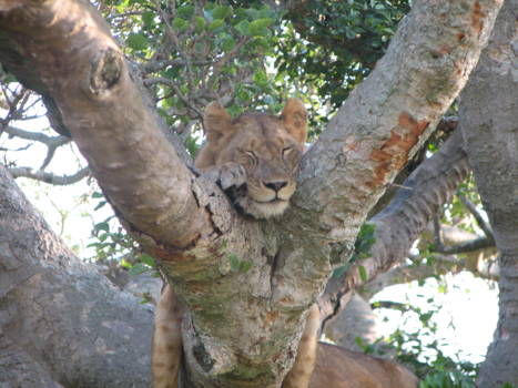 Queen Elizabeth National Park
