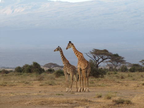 Amboseli National Park