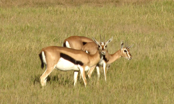 Amboseli National Park