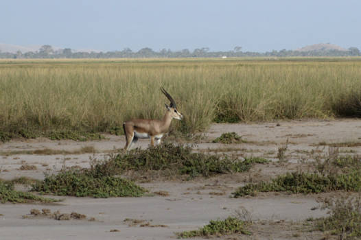 Amboseli National Park