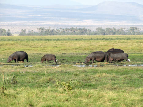 Amboseli National Park