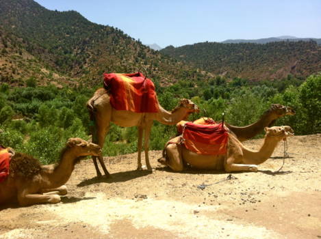Marrakesh - Kamelen langs de weg