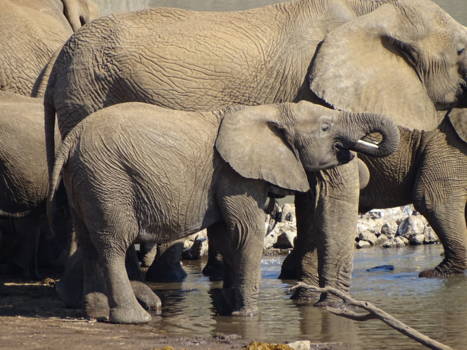 Pilanesberg - Olifanten bij de drinkplaats