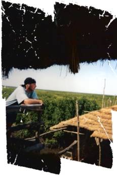 Senegambia - De mangrove bossen