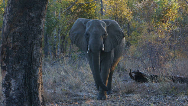 Hwange National Park - Olifant