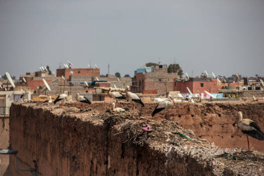 Marrakesh - El Badi paleis op de muur