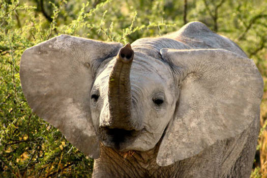 Chobe National Park - Lachende baby olifant