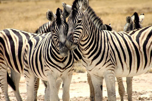 Etosha National Park - Zebra love